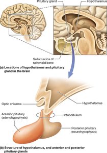 Hypothalamus and pituitary gland location and structure