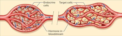 Hormone distribution in blood