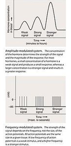 Amplitude and frequency modulation of hormone signals