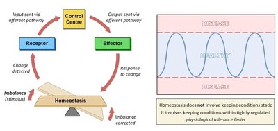 Homeostasis feedback loop diagram