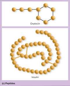 Peptide hormone structures