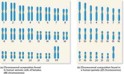 Chromosomal composition in somatic cells and gametes