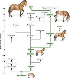 Evolutionary changes in horses