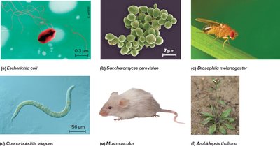 Examples of model organisms