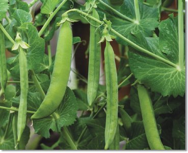 Garden pea studied by Mendel