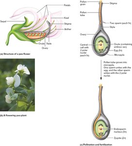 Flower structure and pollination in pea plants