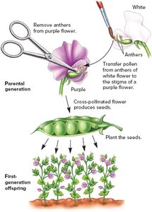 How Mendel cross-fertilized pea plants