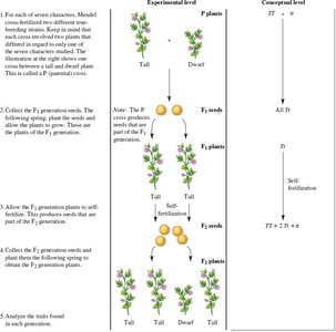 Mendel’s analysis of single-factor crosses
