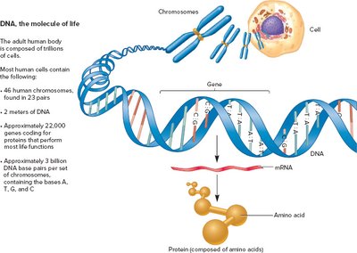 DNA, the molecule of life