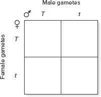 Empty Punnett square