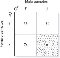 Filled Punnett square