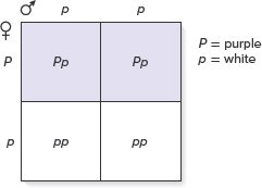 Punnett square for flower color
