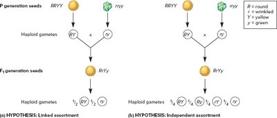 Linked vs. independent assortment hypotheses