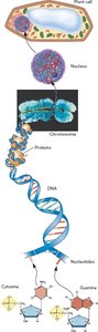 Molecular organization of a living cell