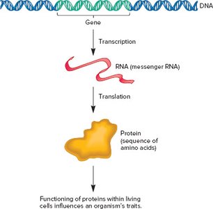 Gene expression at the molecular level