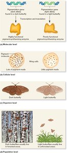 Relationship between genes and traits at multiple levels