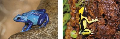 Different morphs within a single species