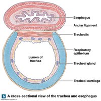 Cross-sectional view of the trachea and esophagus