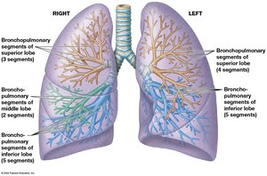 Bronchial tree and its divisions in the lungs