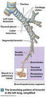 Branching pattern of bronchi in the left lung