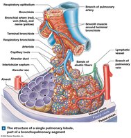 Structure of a single pulmonary lobule