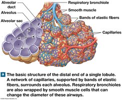 Distal end of a single lobule