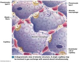 Alveolar structure and capillary network