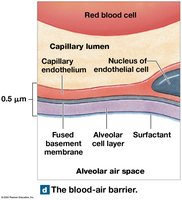 Blood-air barrier