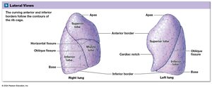 Lateral views of the lungs