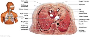 Transverse section of lungs and heart