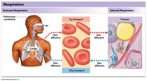 Overview of key steps in respiration
