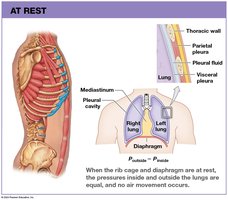 Pulmonary ventilation at rest