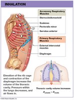 Pulmonary ventilation during inhalation