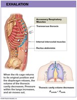 Pulmonary ventilation during exhalation