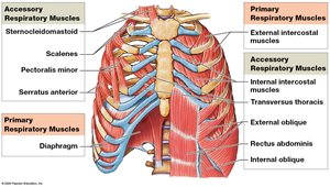 Primary and accessory respiratory muscles
