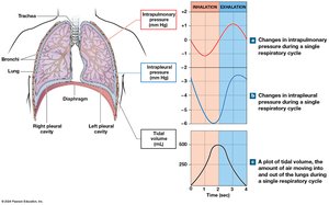 Pressure and volume changes during inhalation and exhalation