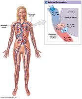 External respiration partial pressures