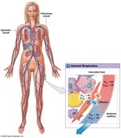 Internal respiration partial pressures