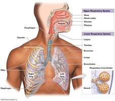 The Structures of the Respiratory System