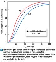 Effect of pH on hemoglobin saturation