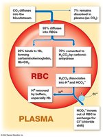 Carbon dioxide transport in blood