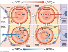 Summary of primary gas transport mechanisms (part 2)