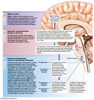 Control of respiration in the brain
