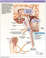Respiratory centers and reflex control