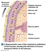 Diagrammatic view of the respiratory epithelium of the trachea