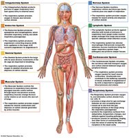 Integration of the respiratory system with other body systems