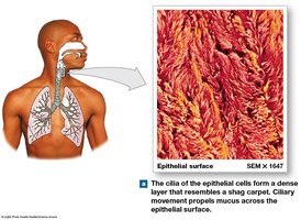 Cilia of the respiratory epithelium