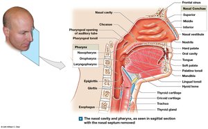 Nasal cavity and pharynx in sagittal section