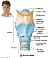 Anterior view of the larynx