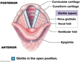Glottis in the open position